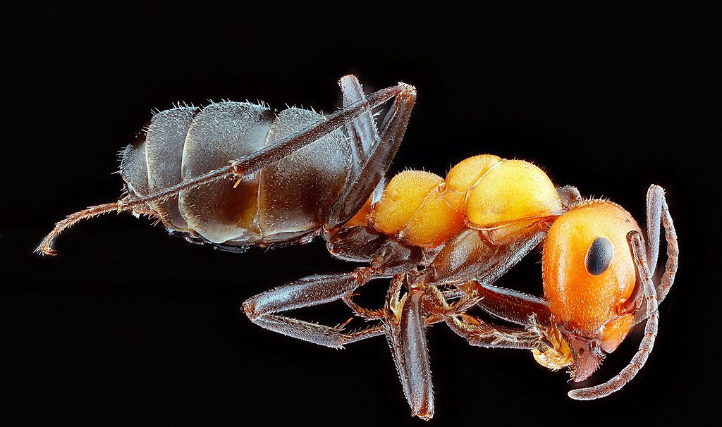 Ant Control service in Elyria, OH