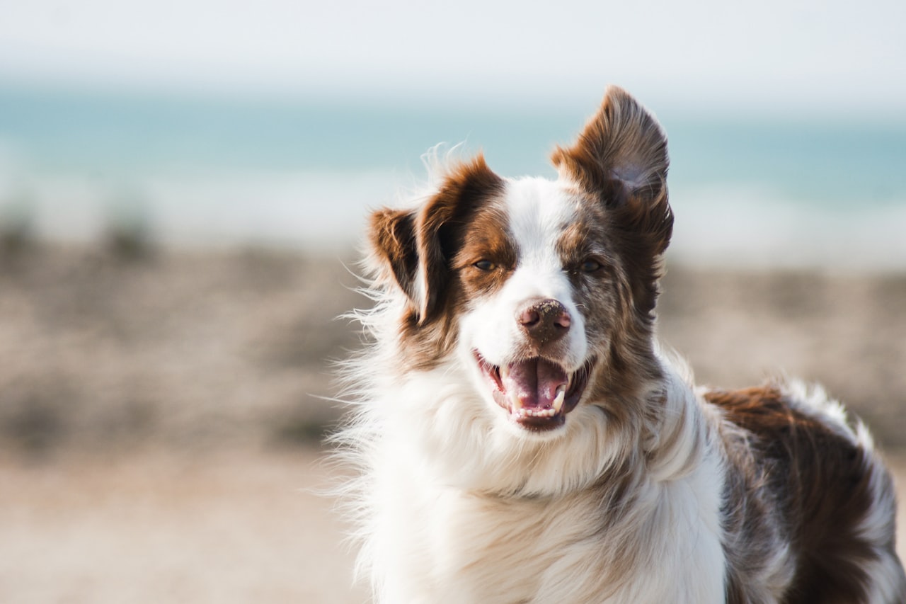 Flea & Tick Control service in Elyria, OH