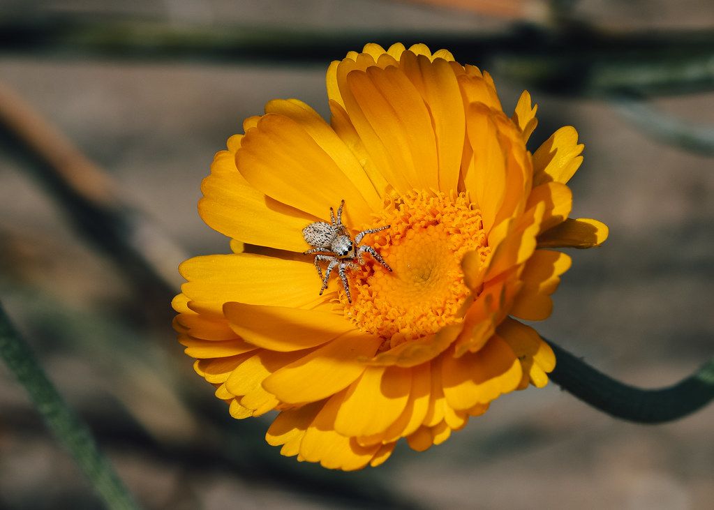 Spider Control service in Elyria, OH